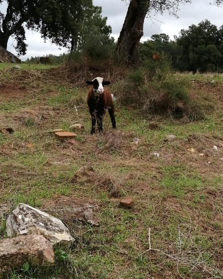 Turismo Rural Casa Da Ceu Amiais de Cima Exterior foto
